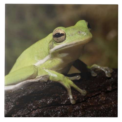 Green Tree Frog Hyla cineria Ceramic Tile