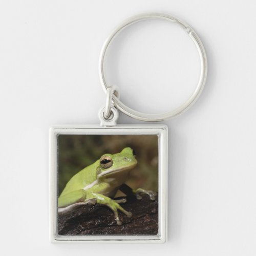 Green Tree Frog Hyla cineria Keychain