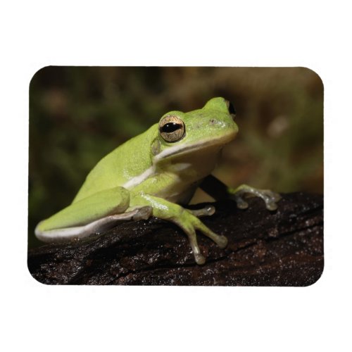 Green Tree Frog Hyla cineria Magnet