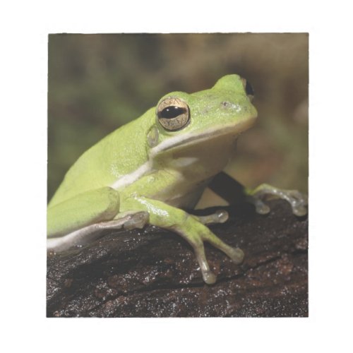 Green Tree Frog Hyla cineria Notepad