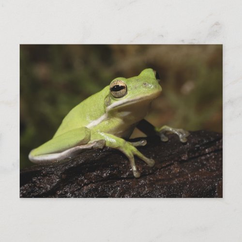 Green Tree Frog Hyla cineria Postcard