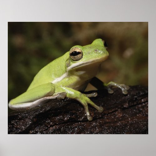 Green Tree Frog Hyla cineria Poster