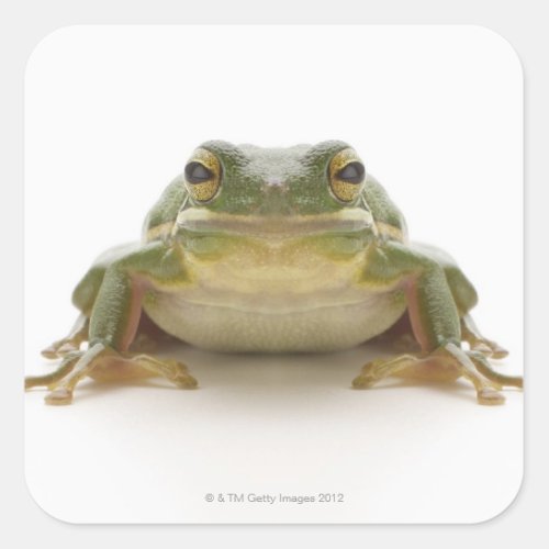 Green tree frog Hylidae cinerea Square Sticker