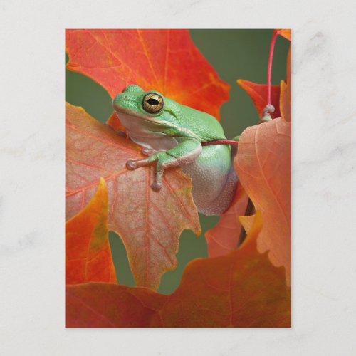 Green Tree Frog In Fall Postcard