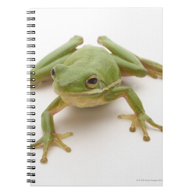 Green Tree Frog Notebook (Front)