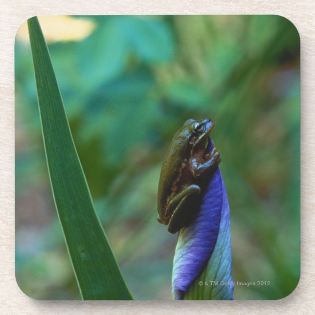 Green Tree Frog on Iris Beverage Coaster (Front)