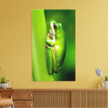 Green Tree Frog on Reed Nature Macro Canvas Wall