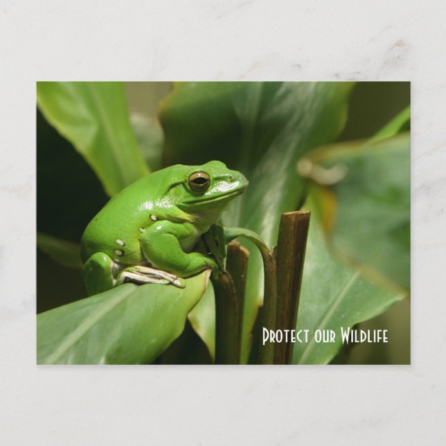 Green Tree Frog Post Card (Front)
