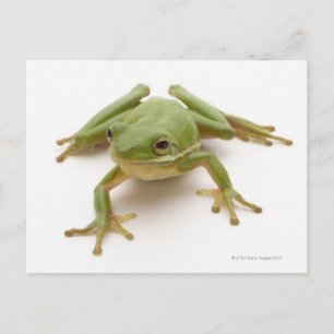 Green Tree Frog Postcard