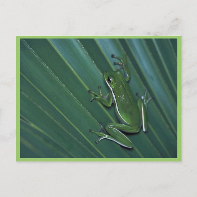 Green Tree Frog Postcard (Front)