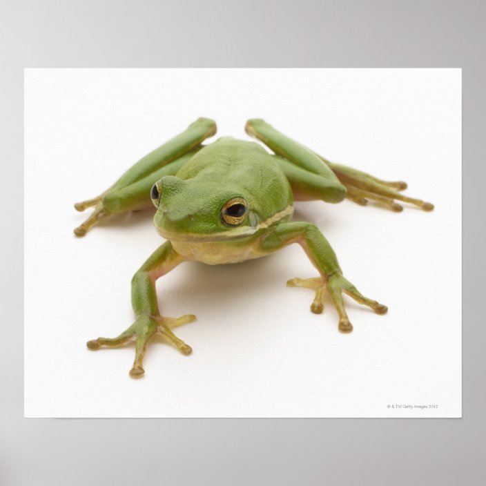 Green Tree Frog Poster