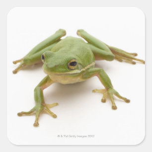Green Tree Frog Square Sticker