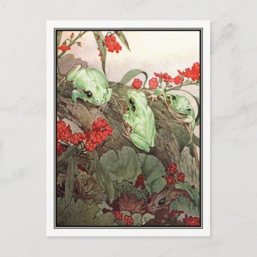 Green Tree Frogs by E J Detmold Postcard