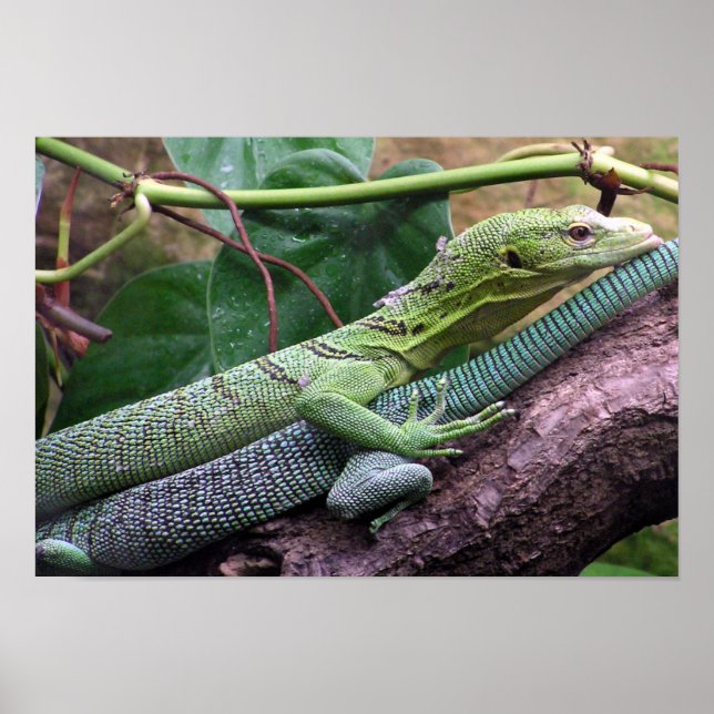Green Tree Monitor - Varanus prasinus Poster (Front)