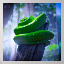 Green Tree Python (A) Poster