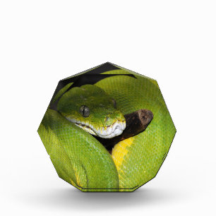 Green tree python acrylic award