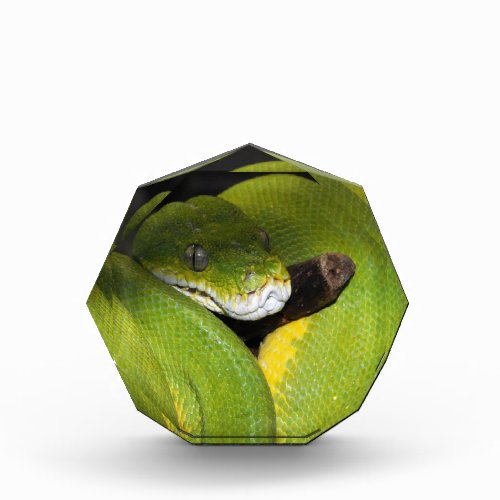Green tree python acrylic award