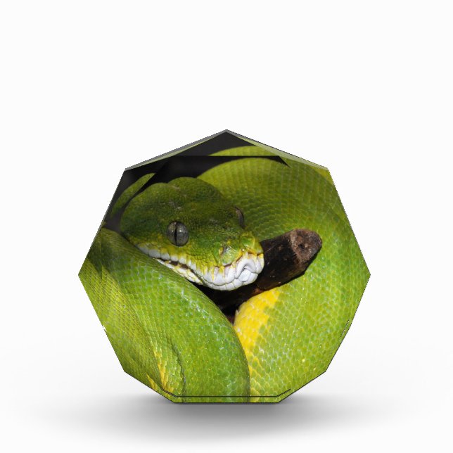 Green tree python acrylic award (Front)