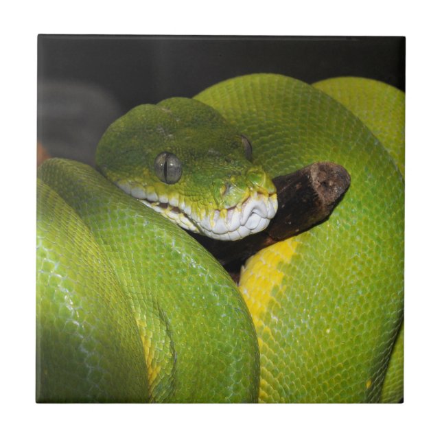 Green tree python ceramic tile (Front)