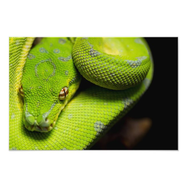 Green Tree Python, Galaxy Photo Print (Front)