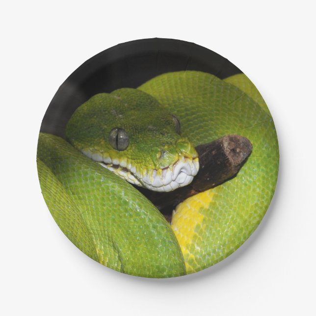 Green tree python paper plates (Front)
