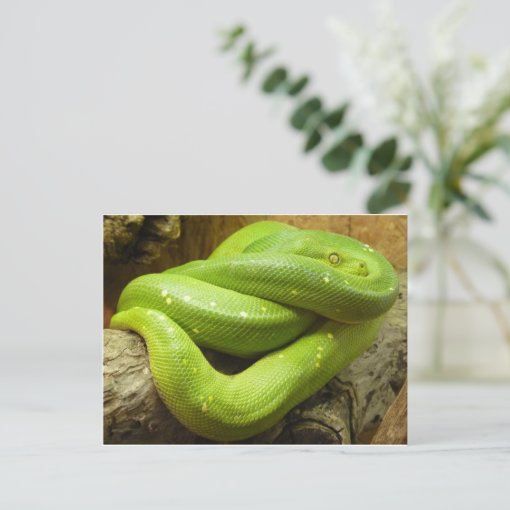 Green Tree Python Postcard | Zazzle