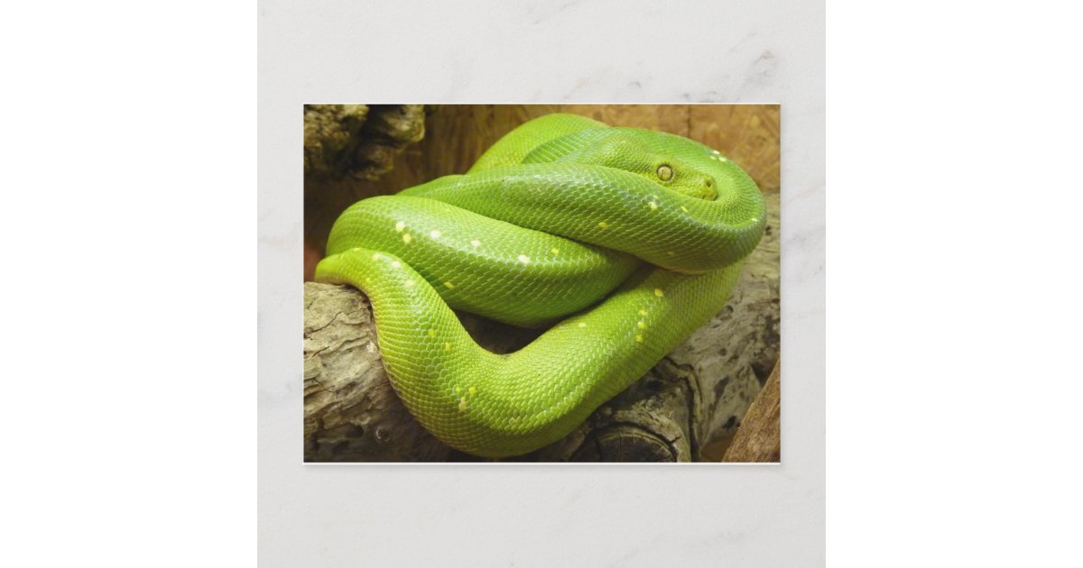 Green Tree Python Postcard | Zazzle