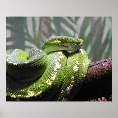 Green Tree Python Poster