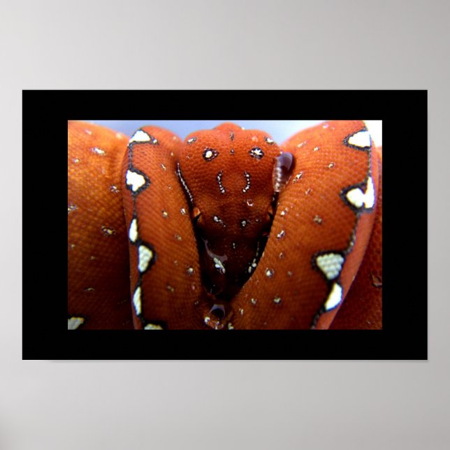 Green Tree Python Poster (Front)