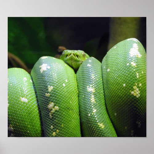 Green Tree Python Poster