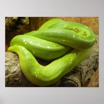 Green Tree Python Poster by Amazing_Posters at Zazzle
