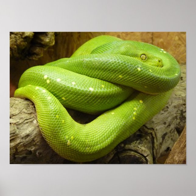Green Tree Python Poster (Front)
