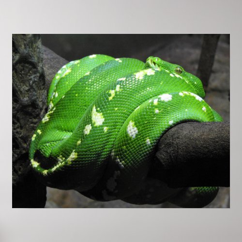 Green Tree Python Poster