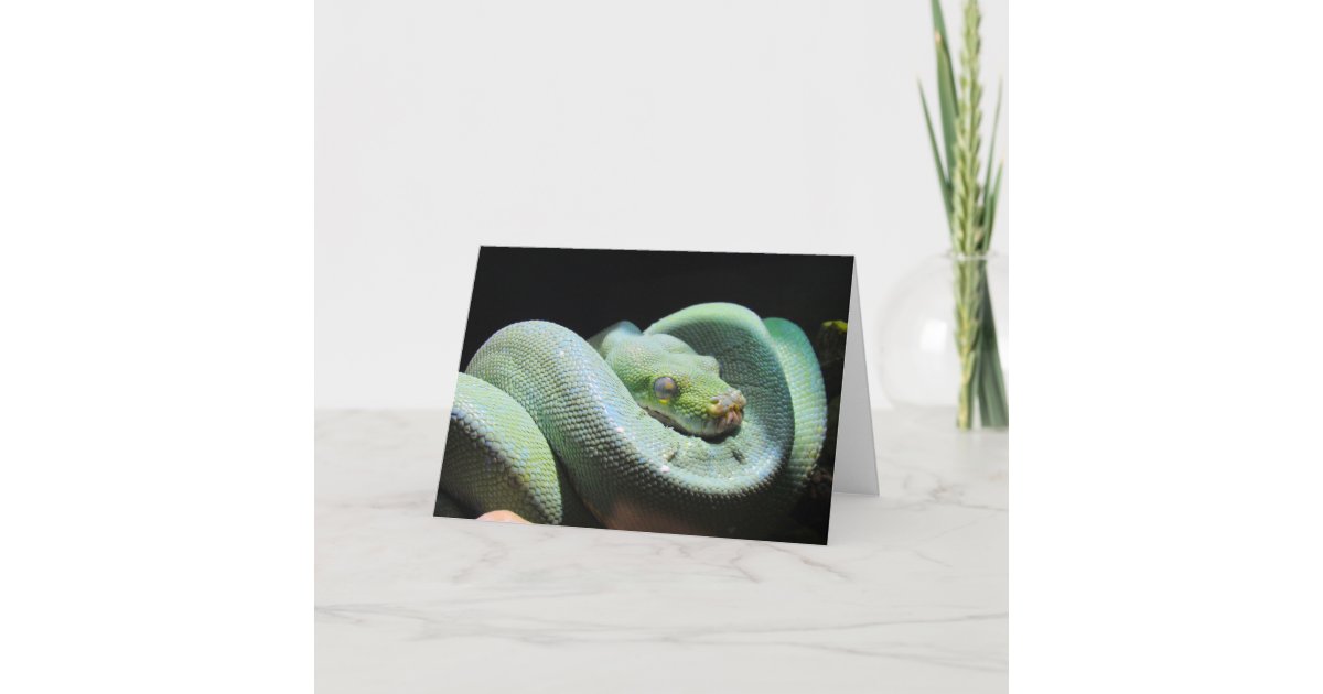 Green Tree Python - Snake Greeting Card | Zazzle