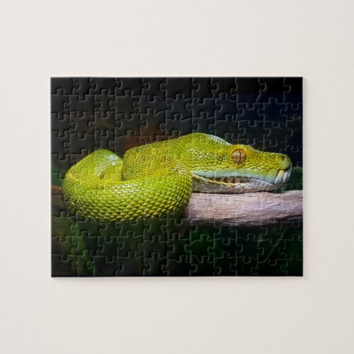 Green Tree Python Snake Owner Jigsaw Puzzle