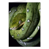 Green tree snake emerald boa in Bolivia (Front)