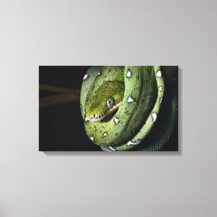 Green tree snake emerald boa in Bolivia Canvas Print
