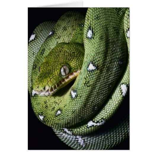 Green tree snake emerald boa in Bolivia Cards (Front)