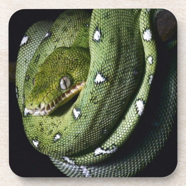Green tree snake emerald boa in Bolivia Coaster (Front)