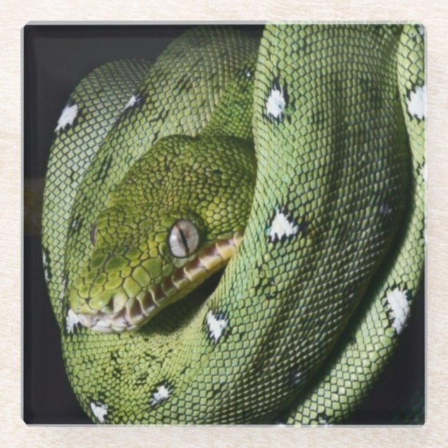Green tree snake emerald boa in Bolivia Glass Coaster (Front)
