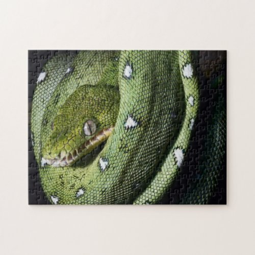 Green tree snake emerald boa in Bolivia Jigsaw Puzzle