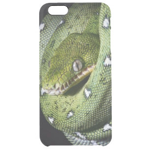 Green tree snake emerald boa in Bolivia Clear iPhone 6 Plus Case