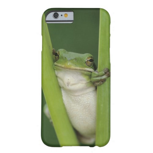 Green Treefrog Hyla cinerea adult Lake Barely There iPhone 6 Case