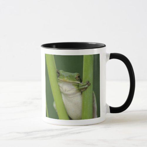 Green Treefrog Hyla cinerea adult Lake Mug