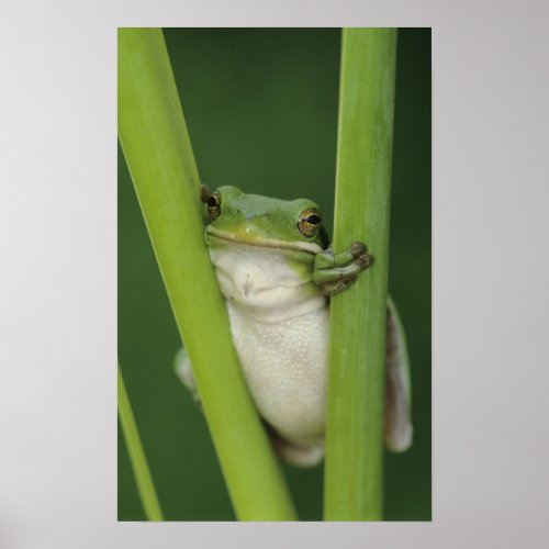 Green Treefrog Hyla cinerea adult Lake Poster