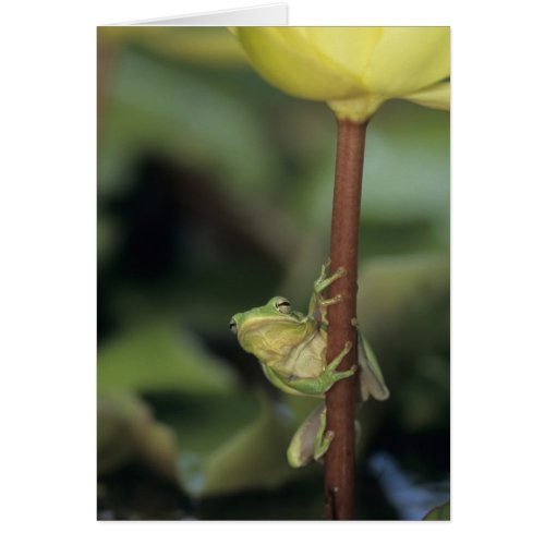 Green Treefrog Hyla cinerea adult on yellow