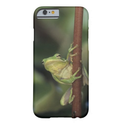Green Treefrog Hyla cinerea adult on yellow Barely There iPhone 6 Case