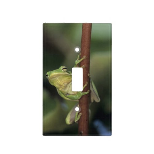 Green Treefrog Hyla cinerea adult on yellow Light Switch Cover