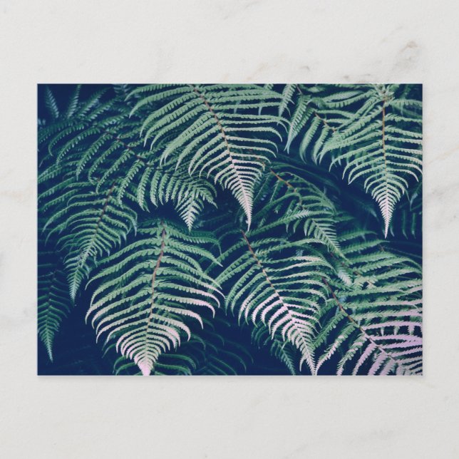 Green Tropical Fern Leaves Natural Pattern Postcard (Front)