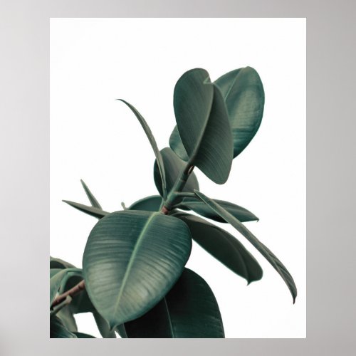 Green Tropical Plant Poster